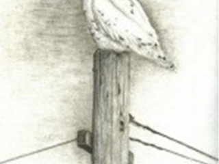 Snowy Owl on Pole