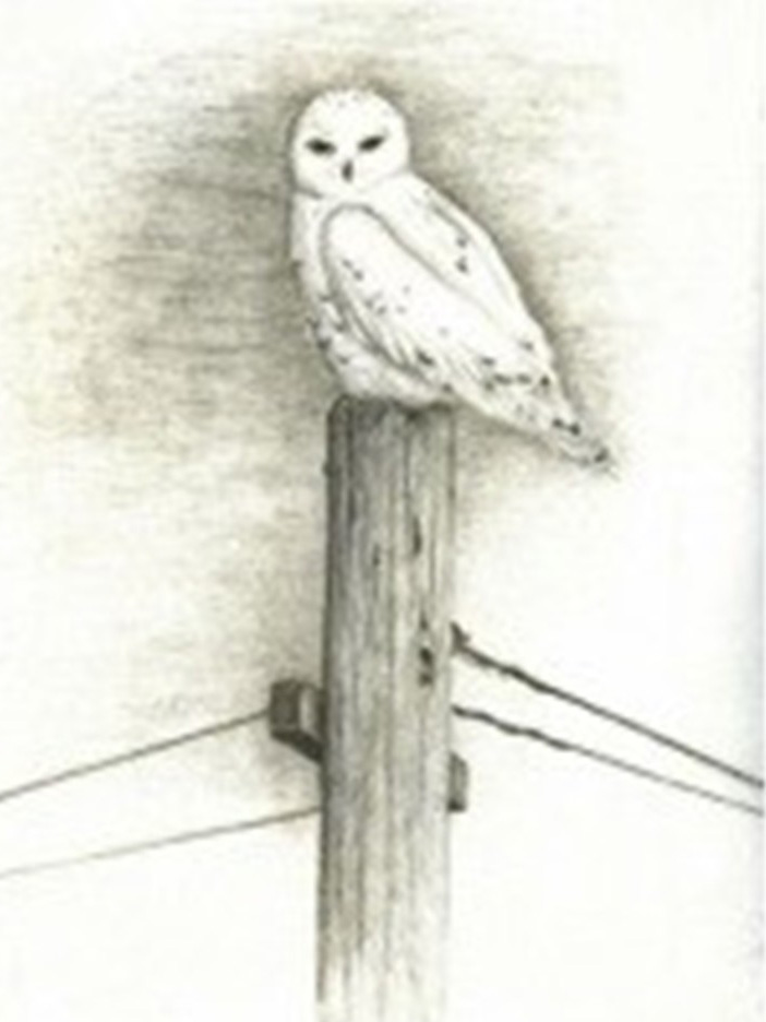 Snowy Owl on Pole
