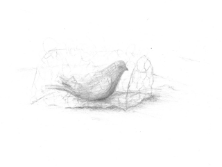 Dove in a cage