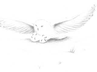 Feather